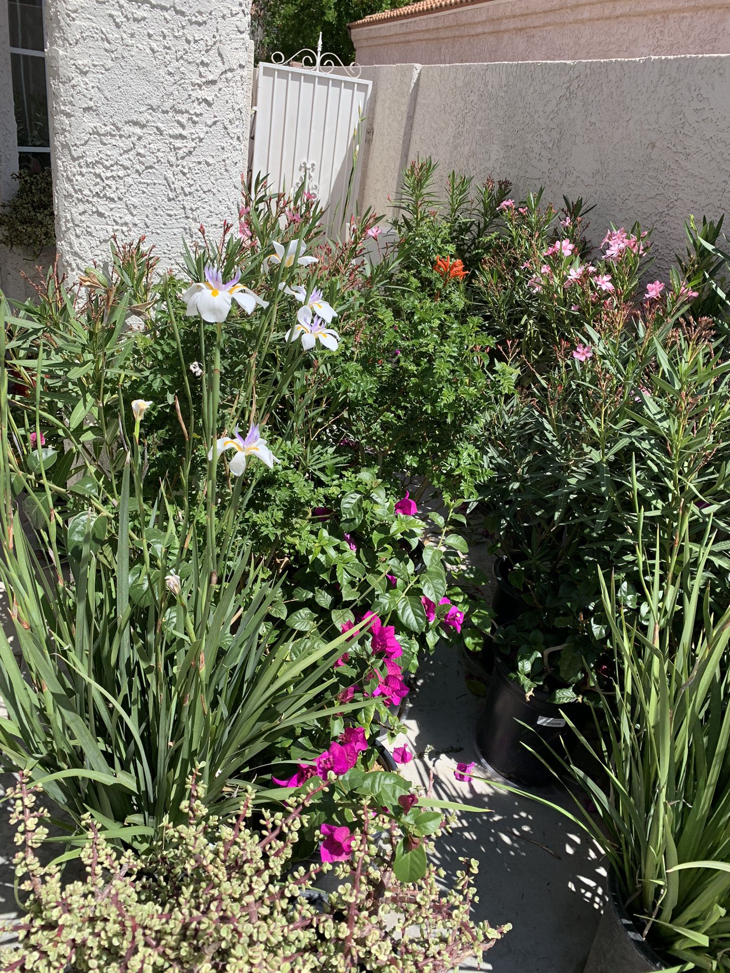 So Many Gorgeous Flowering Plants In 12” Nursery Pots $35 Each 