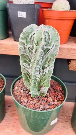 Astrophytum furyku