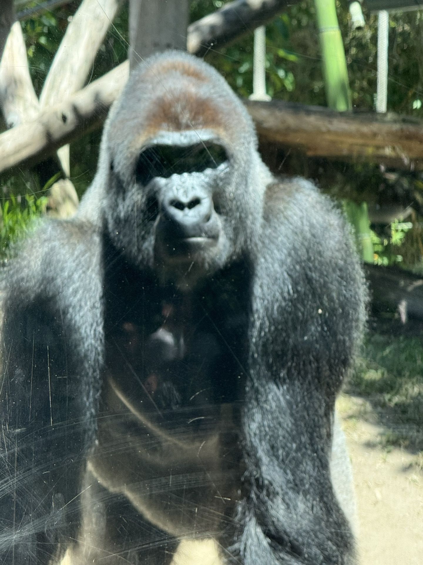 ZOO Y SAFARI BOLETOS