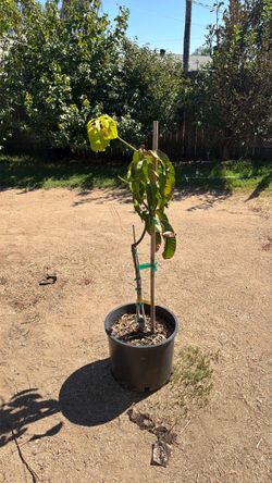 Karen Michelle grafted Mango 🥭 tree 7 gallon