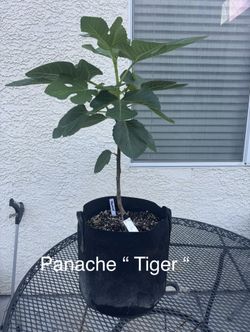 Fig Trees For Sale! Different varieties!