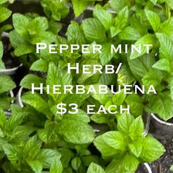 Pepper Mint Herb / Hierbabuena 