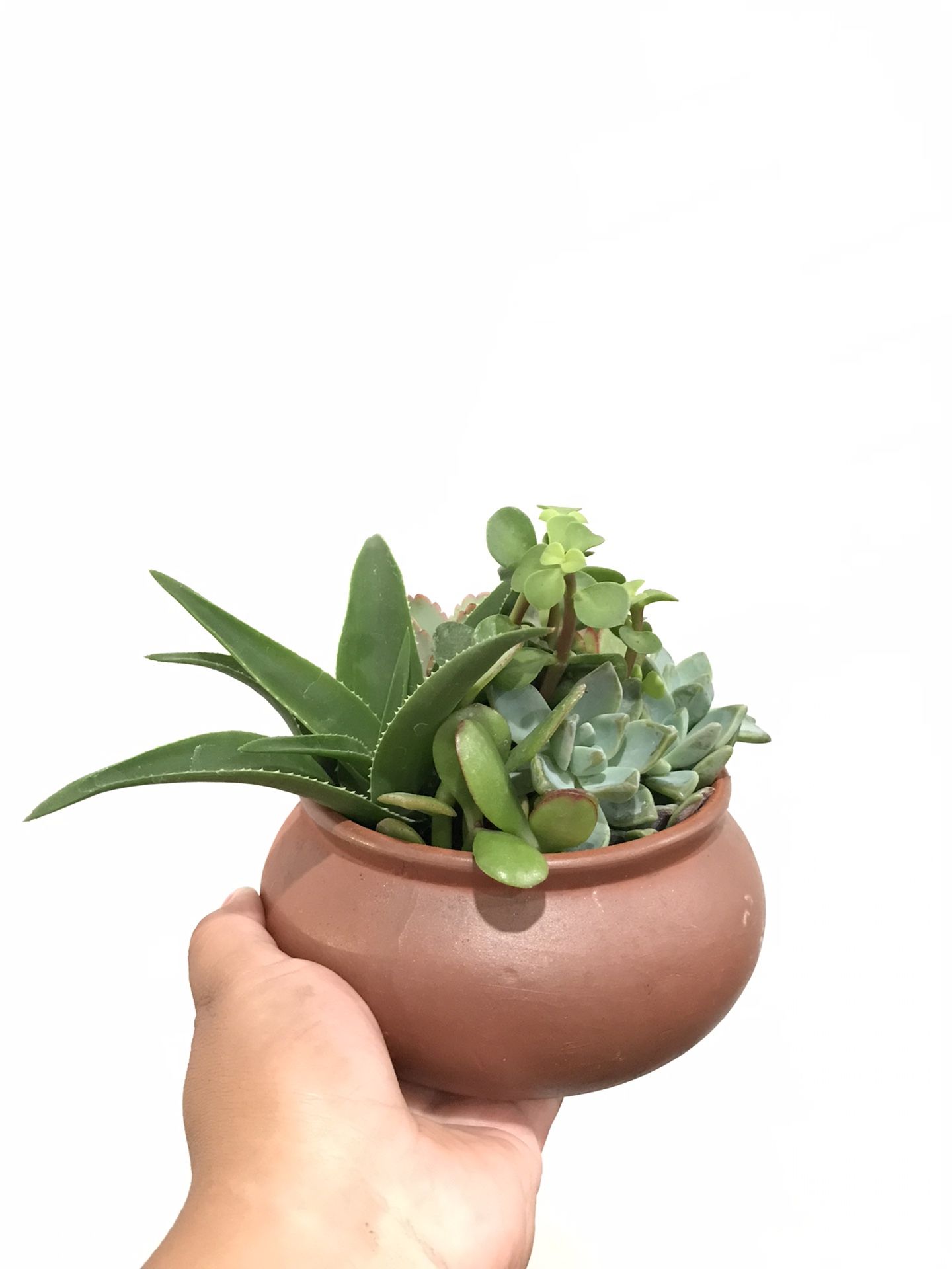 Succulent Planter