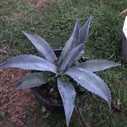 Agave Plant