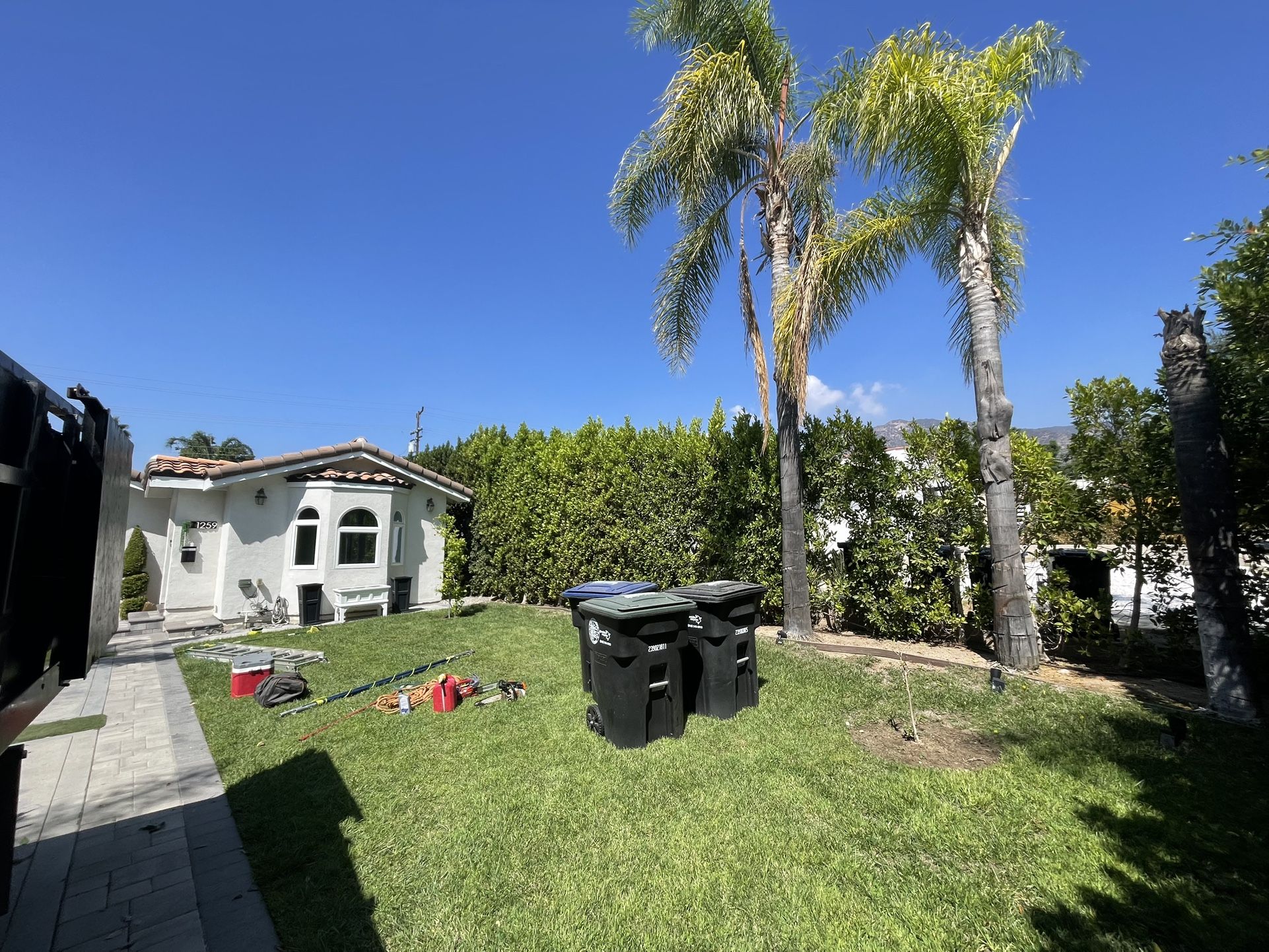 Palms Trimming