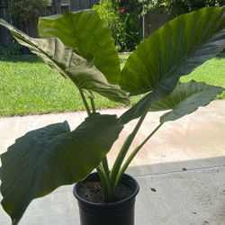 Elephant Ear Plant