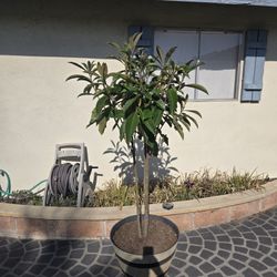 loquat tree