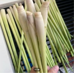 Lemon grass