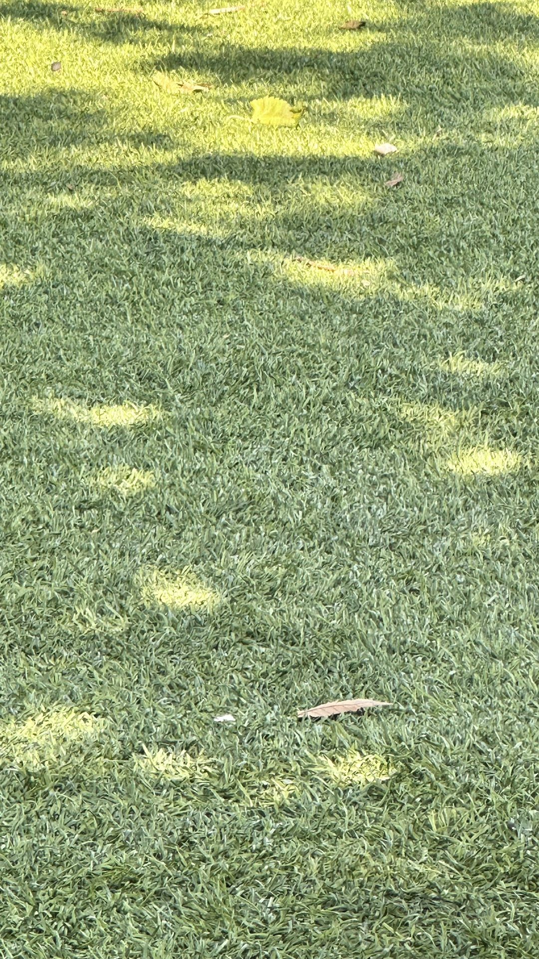 Grass TERF 