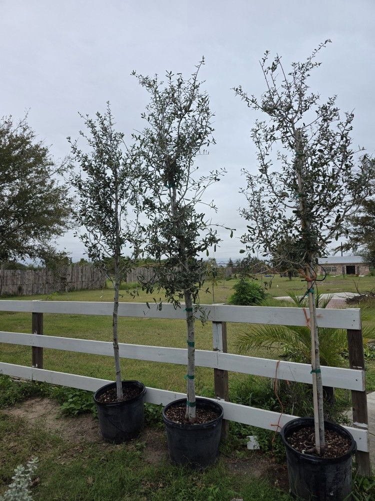 Live Oak Tree 15gallones 10ft Tall