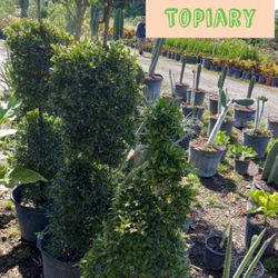 Topiary Trees FROM $55