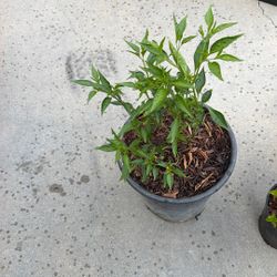 plants $6 each 