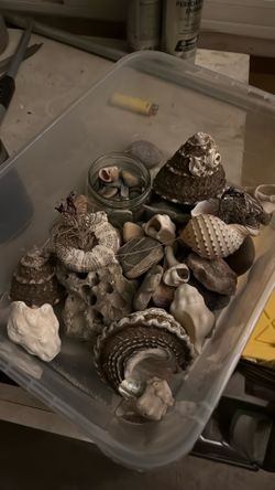 Free random shells. Pick up in lakeside