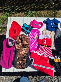 dog clothes coats and harness