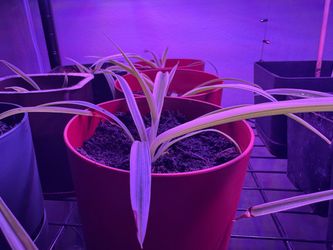 Spider plant Starts