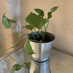 Pothos With Planter Pot