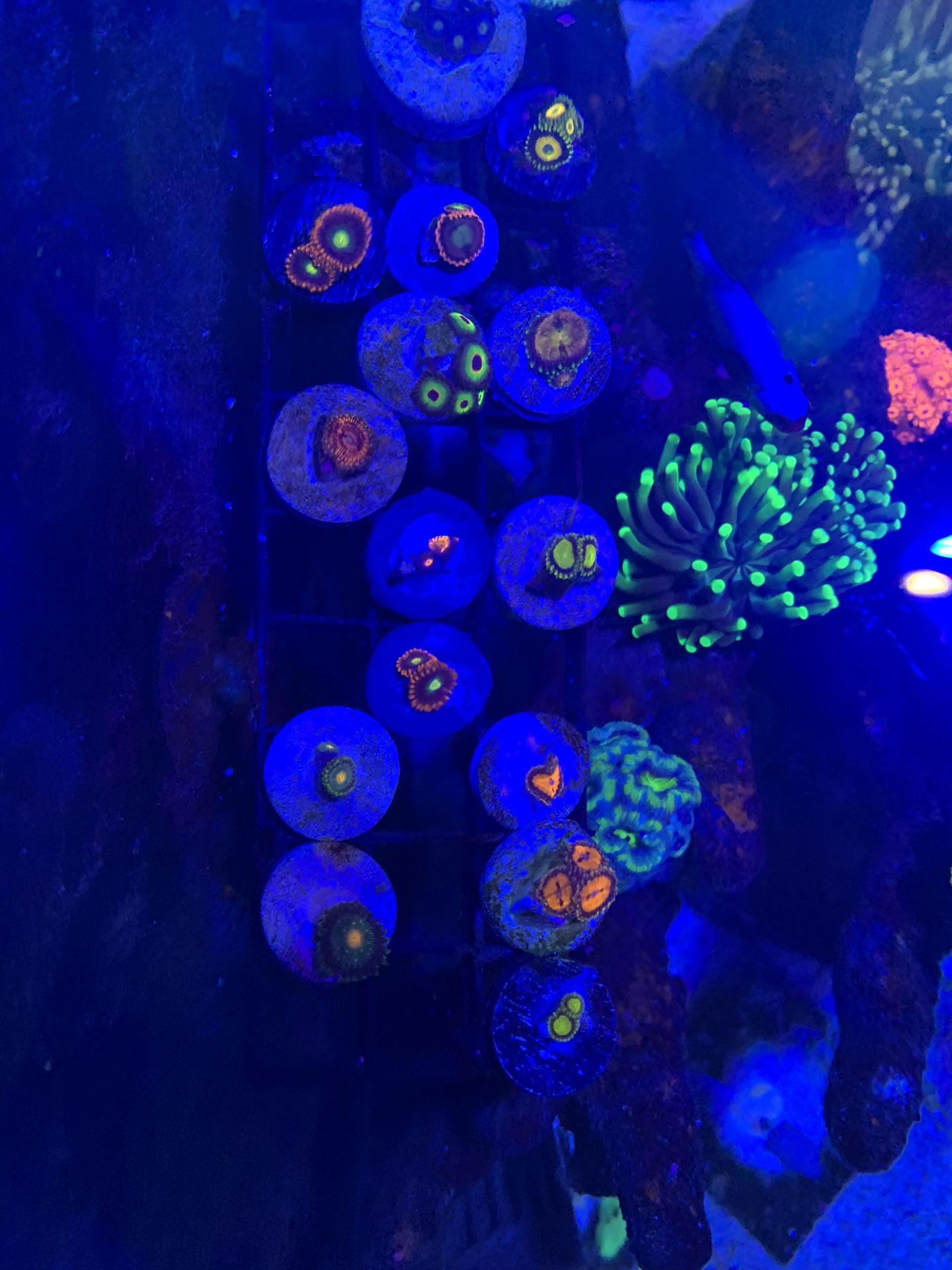 Various zoas frags corals