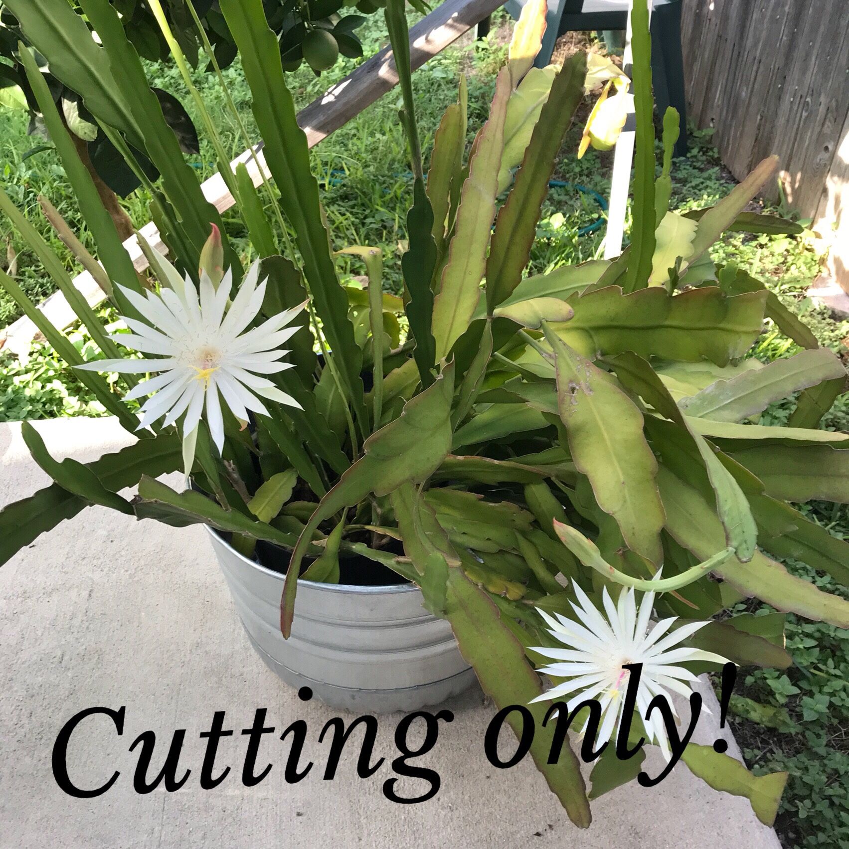 Plant Cuttings Night Blooming Cactus CUTTINGS ONLY you will get one leaf to plant in your own soil
