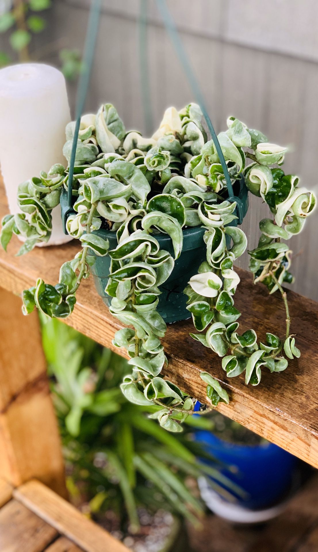 Live indoor VARIEGATED Hoya Hindu Rope plant in a plastic nursery planter pot—firm price