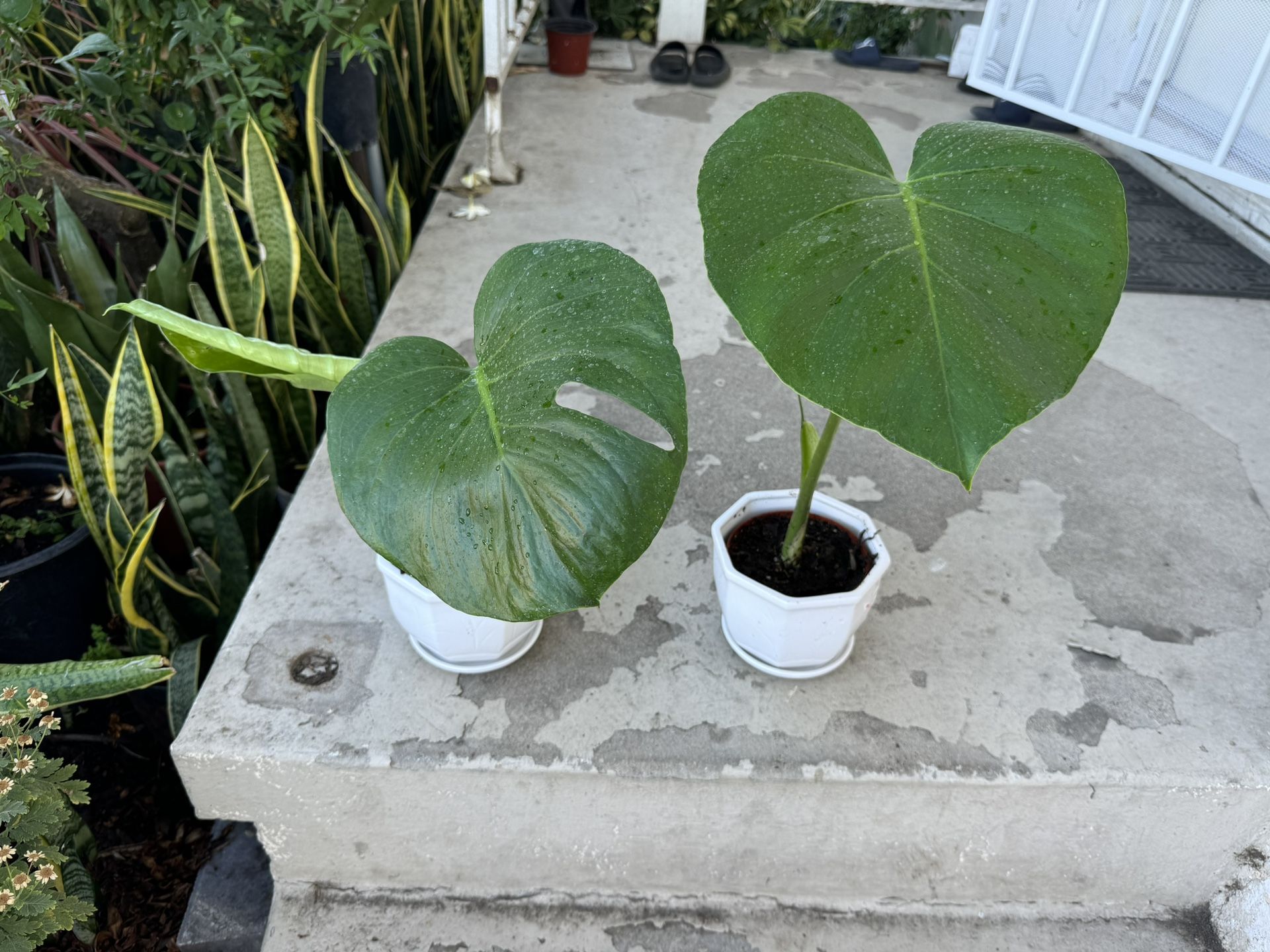 Big Leaf Monstera In Ceramic Pot 25$ Each