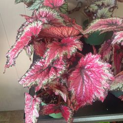 6” Begonia Rex