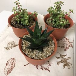 Succulents - Are U Ready For Spring ?