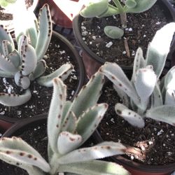 Succulents $5 And $6