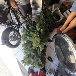 Free Son Dos Árboles El Que No Tiene Caja Es De 12 Pies Con Luces Incluidas Y El Otro Está En Su Caja Ramón Tiene Luces Incluidas En Kendall Para Reco