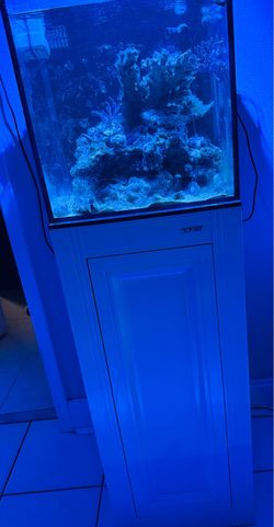Saltwater aquarium fish tank