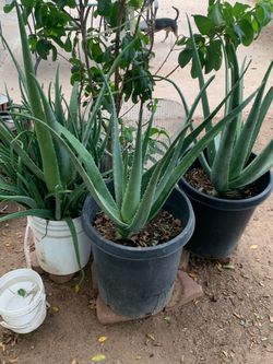 Endless Amount Of Great Plants
