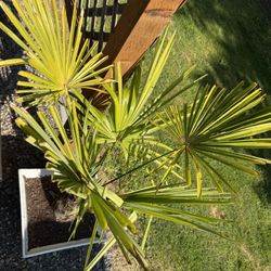 Large Windmill Palm In Pot 