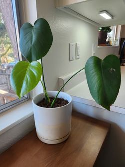 13" Tall Monstera With Planter