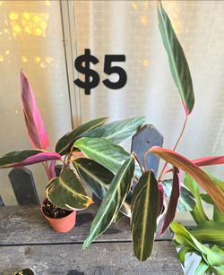 Triostar plants