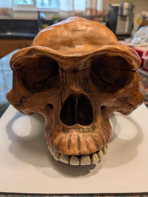 Homo Erectus Skull Exact Replica
