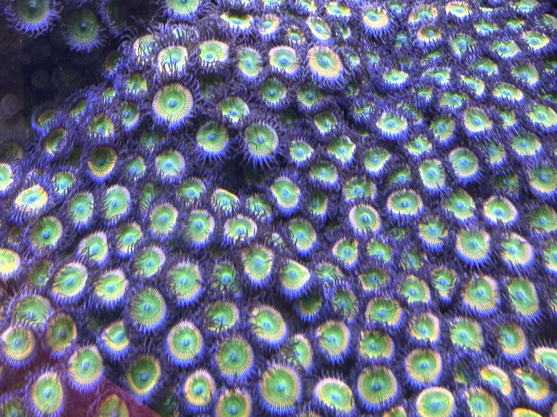 Sunny D Ornamental Zoanthid Coral