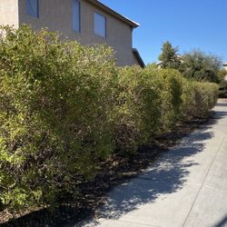 Spring Clean ups For Sale! 