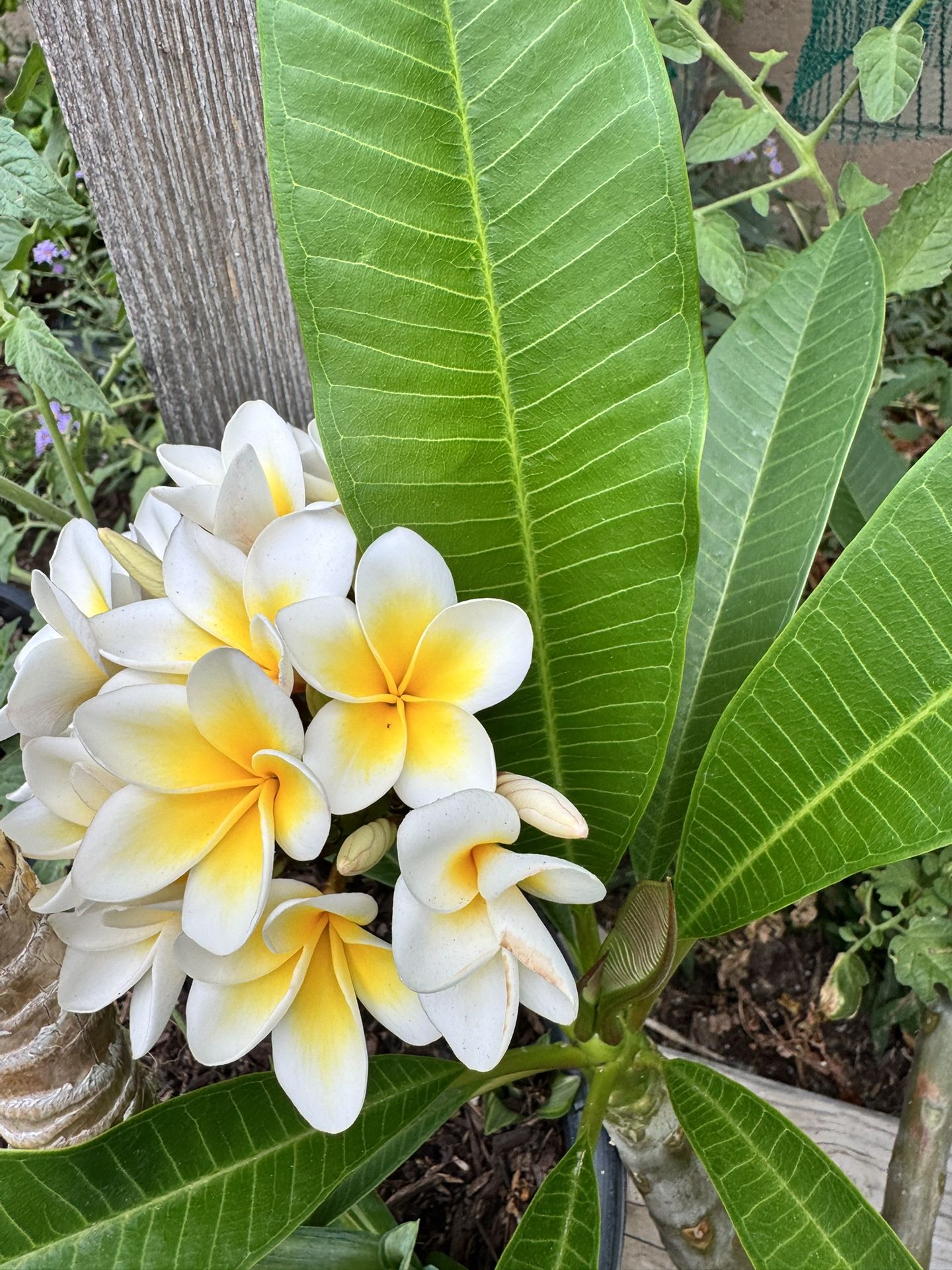 Plumerias Listas Para Plantar