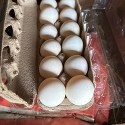 Duck Eggs Fresh 