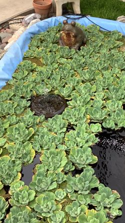 Lettuce for pond