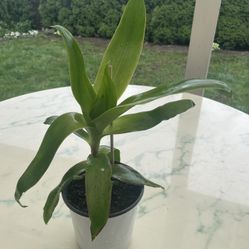 Callisia Fragrans / Basket Plant - Medicinal Plant (Indoor / Outdoor Live Plant)