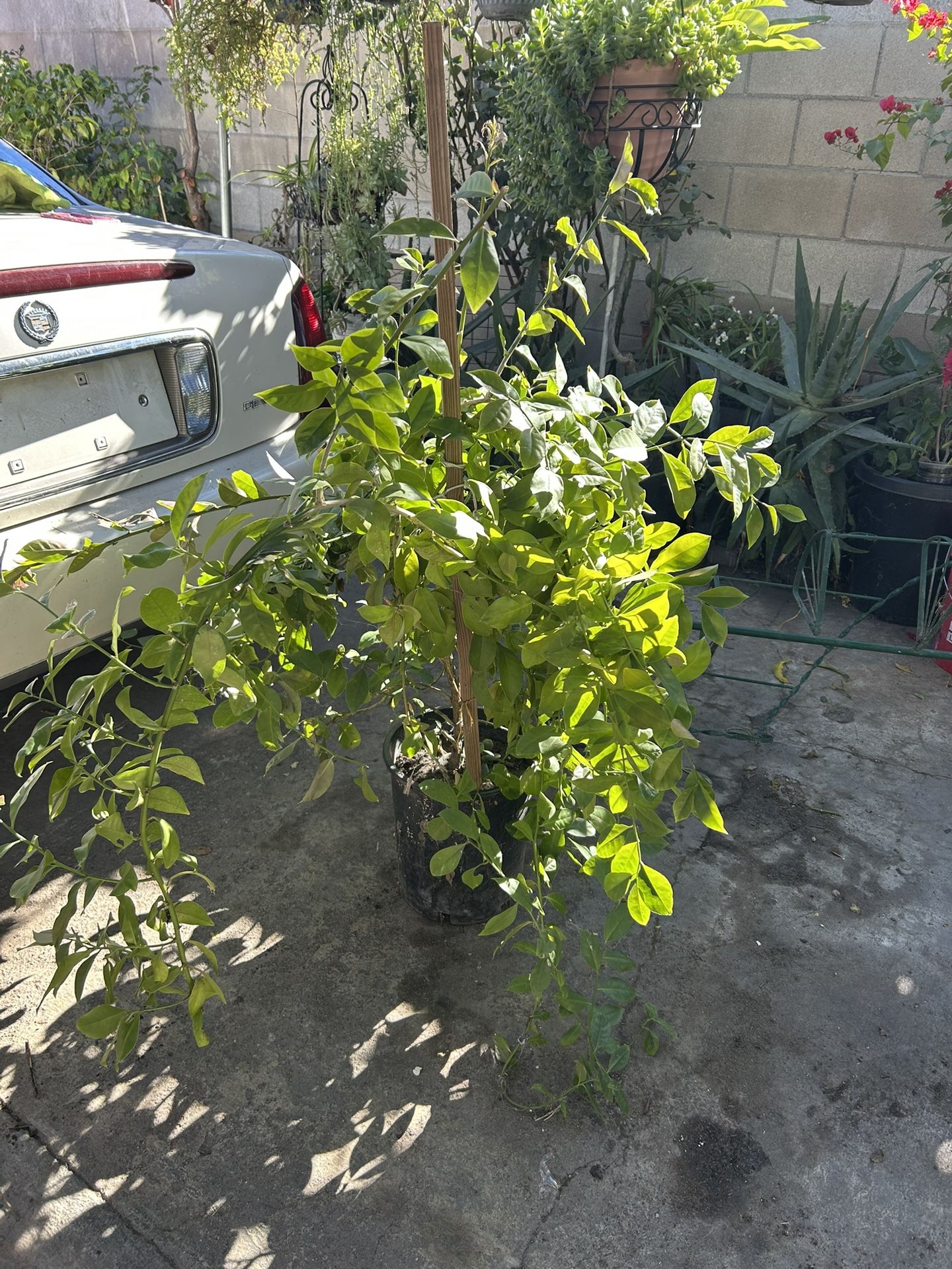 Uña De Gato Da Ruta