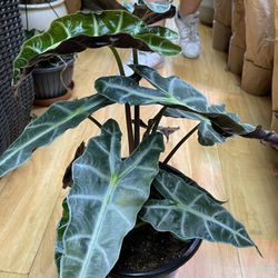 Alocasia Bambino Plants 3 Gallons Pot 