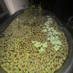 Aquatic Plants