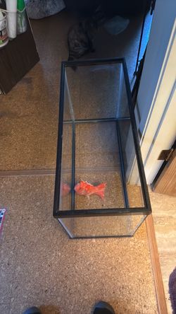 35 gallon Aquarium