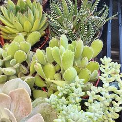 Succulents Plants.