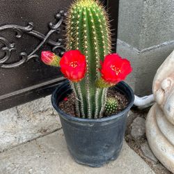 Beautiful Cactus Red Color
