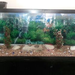 55 gallon fish tank with accessories