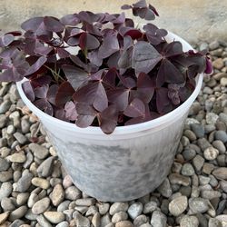 Red Oxalis 