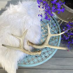 A small pair of Antlers