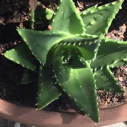 Star Succulent ($1-2)Large Aloe vera ($7)Small Aloe Vera($3))